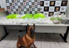 PM apreende grande quantidade de drogas na zona norte de Marília