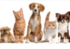 Governo de Garcia inclui proteção animal e apoio aos tutores e cuidadores por toda vida
