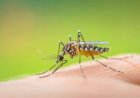 Criança de 6 Anos é Diagnosticada com Dengue Sorotipo 3 em Marília, Que Registra Mais de 4.500 Casos e 8 Óbitos; 9 Casos de Morte Estão em Investigação