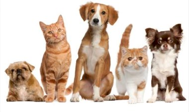Governo de Garcia inclui proteção animal e apoio aos tutores e cuidadores por toda vida