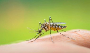 Criança de 6 Anos é Diagnosticada com Dengue Sorotipo 3 em Marília, Que Registra Mais de 4.500 Casos e 8 Óbitos; 9 Casos de Morte Estão em Investigação