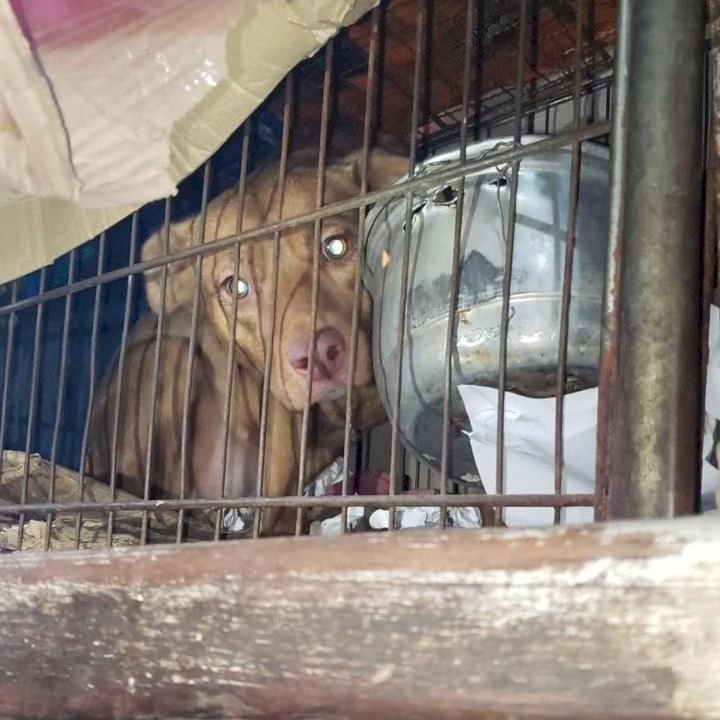 Homem é preso em flagrante e recebe multa de R$ 222 mil pelo crime de maus-tratos na zona sul de Marília. Indivíduo mantinha 48 gatos e 26 cães em gaiolas e cercados de madeira. 