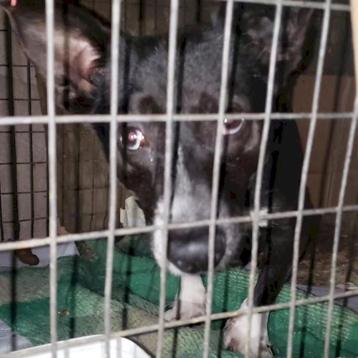 Homem é preso em flagrante e recebe multa de R$ 222 mil pelo crime de maus-tratos na zona sul de Marília. Indivíduo mantinha 48 gatos e 26 cães em gaiolas e cercados de madeira. 