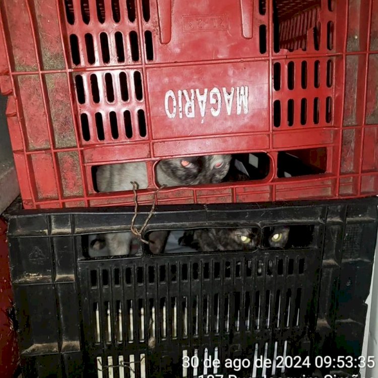 Homem é preso em flagrante e recebe multa de R$ 222 mil pelo crime de maus-tratos na zona sul de Marília. Indivíduo mantinha 48 gatos e 26 cães em gaiolas e cercados de madeira. 
