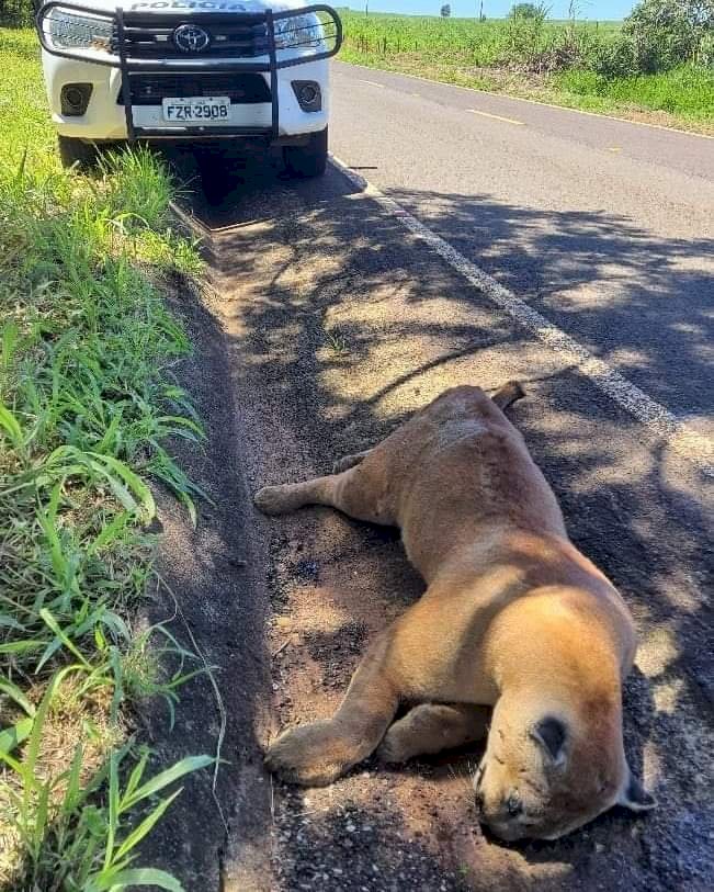 Onça morre atropelada em rodovia no interior de SP