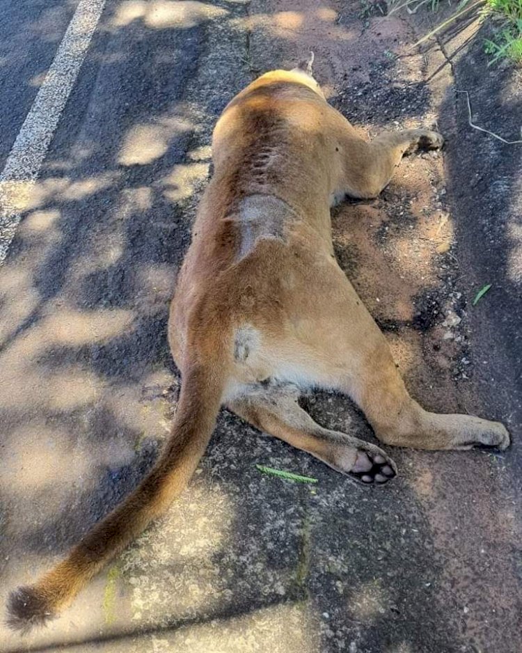 Onça morre atropelada em rodovia no interior de SP
