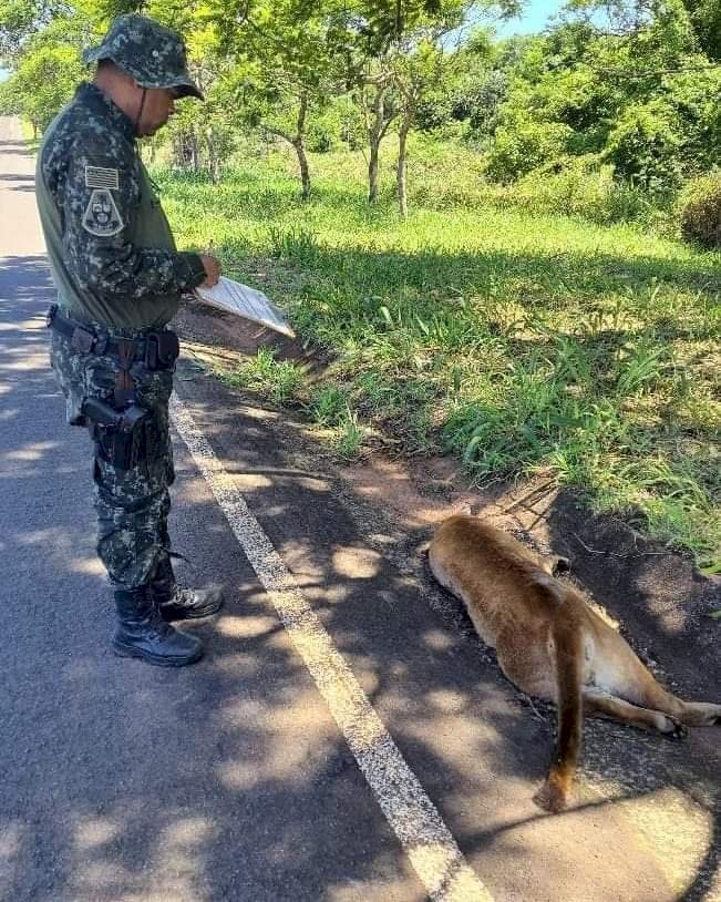 Onça morre atropelada em rodovia no interior de SP