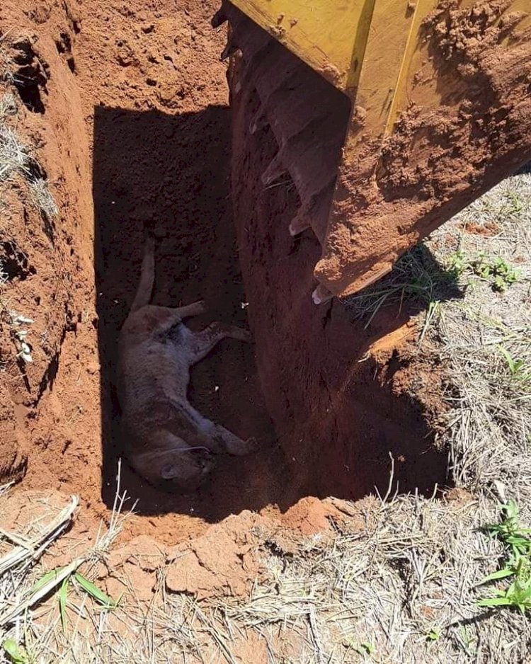 Onça morre atropelada em rodovia no interior de SP