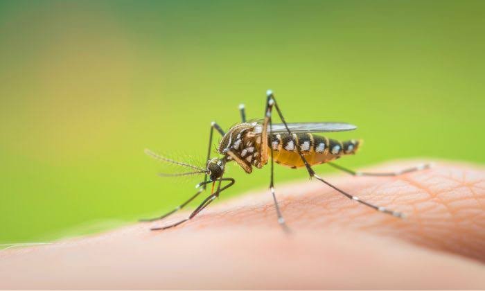 Criança de 6 Anos é Diagnosticada com Dengue Sorotipo 3 em Marília, Que Registra Mais de 4.500 Casos e 8 Óbitos; 9 Casos de Morte Estão em Investigação