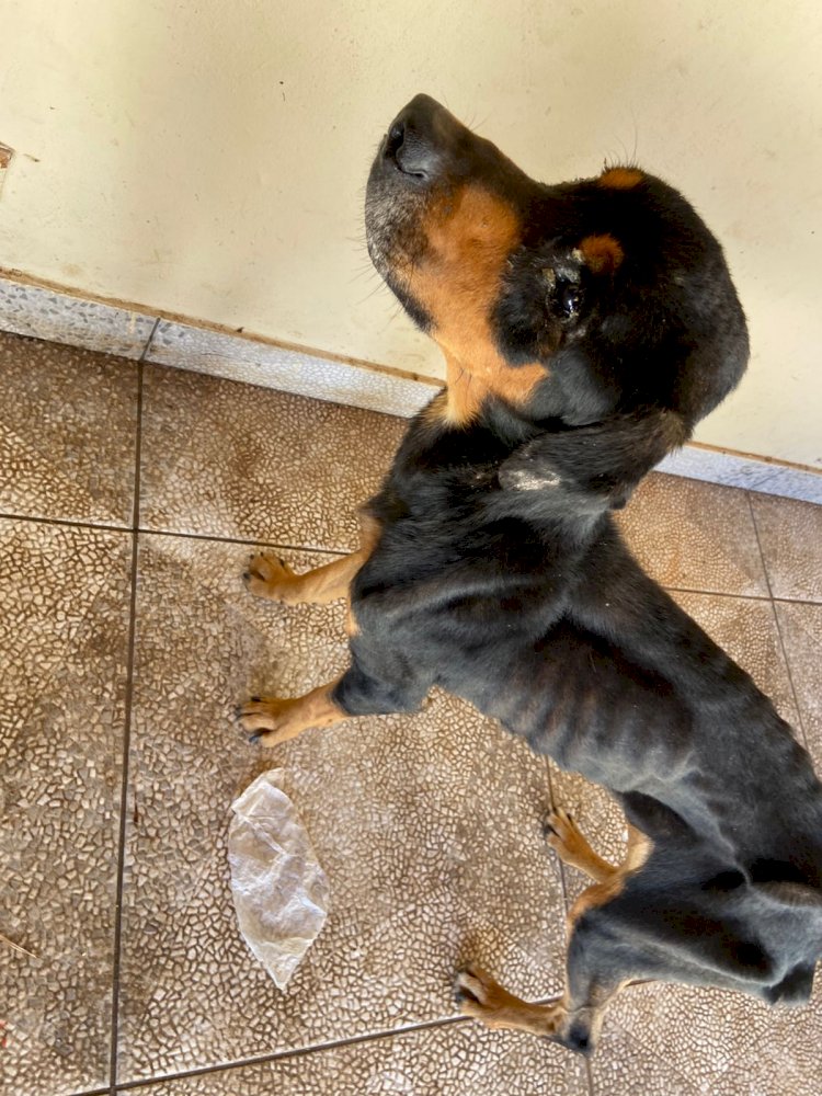 Operação conjunta da Polícia Civil e ONG Spaddes prende mulher por maus-tratos a animais em Garça