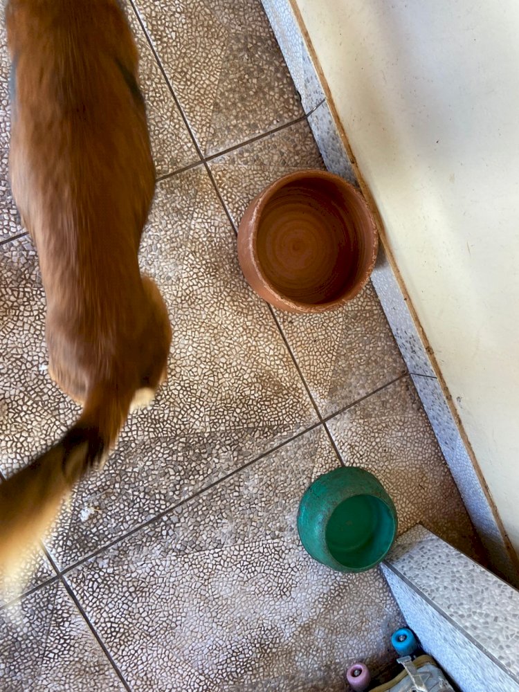 Operação conjunta da Polícia Civil e ONG Spaddes prende mulher por maus-tratos a animais em Garça